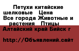 Петухи китайские шелковые › Цена ­ 1 000 - Все города Животные и растения » Птицы   . Алтайский край,Бийск г.